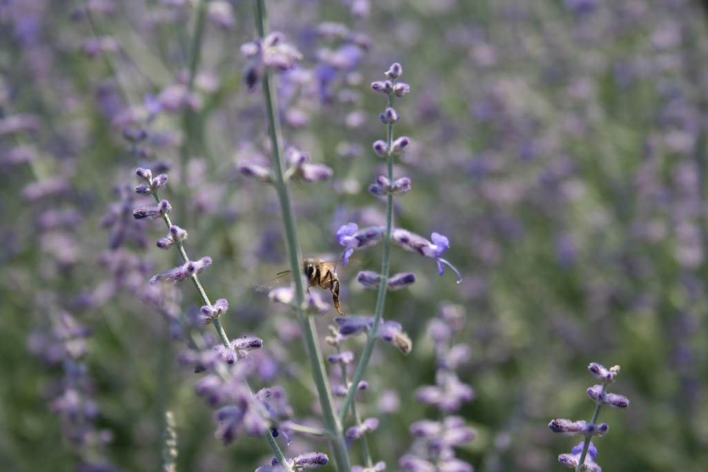 Bee on a Lavender flower