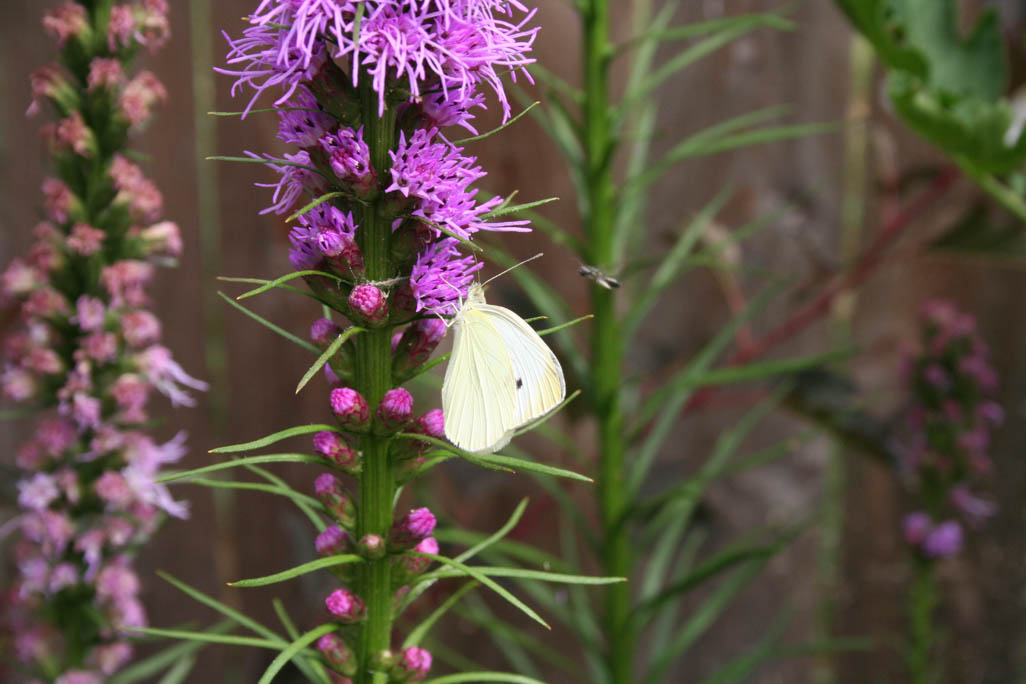 Butterfly on a Liatris flower